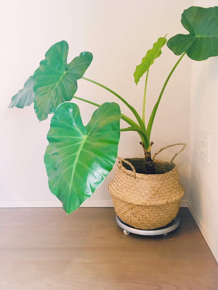 クワズイモの投稿画像 By スゥジィさん 観葉植物とイモ科はいいぞとリビングと大きな葉っぱとikea 19月11月25日 Greensnap グリーンスナップ