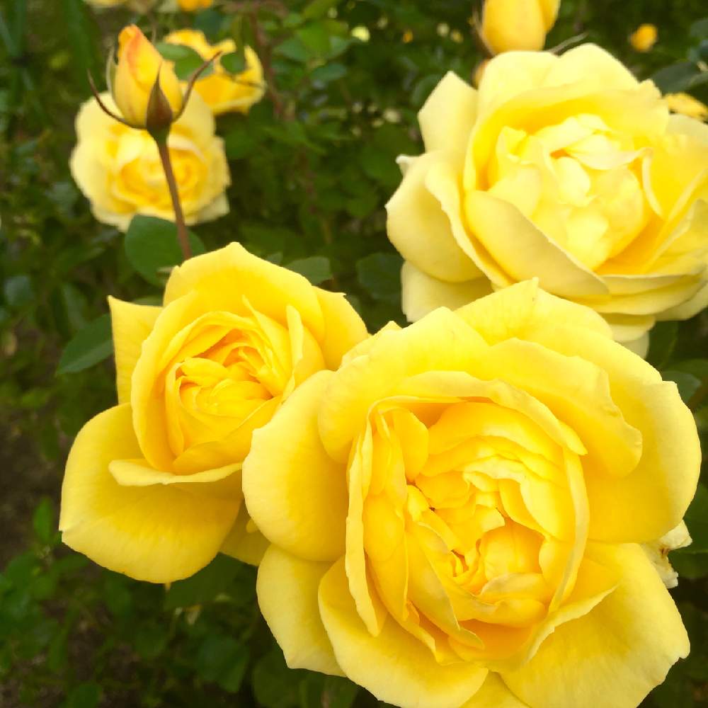 薔薇の投稿画像 By Satominさん 元気いっぱいとiphone6といくとぴあ食花と寄り添ってと可憐と季節の花とキラキラガーデンとビタミンカラーと鮮やか と黄色の花と黄色 のバラと可愛いと花のある暮らしときれいな景色と大人かわいい とバラを楽しむとお出かけ先にて 19