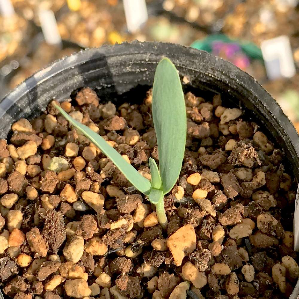ウェルウィッチア ミラビリス 奇想天外 種子 50粒+α Welwitschia