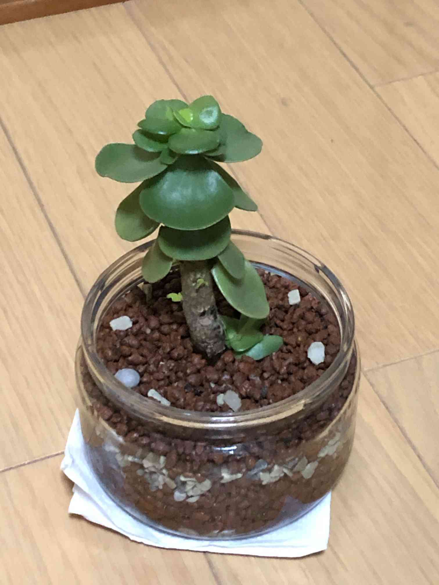 【レア@3480】モロキニエンシス (大群生) 1574664970112_749247_photo.jpg