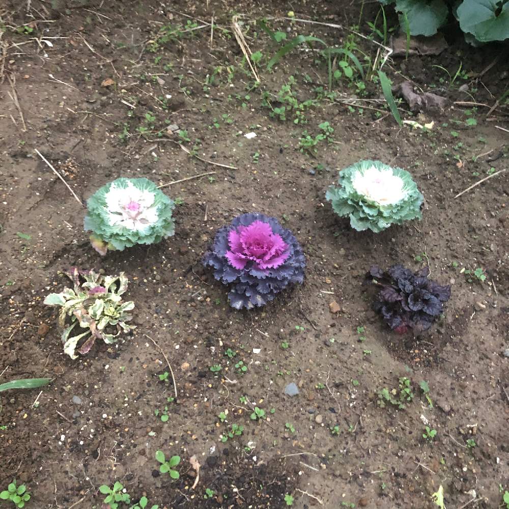 アジュガの投稿画像 By きゅうすけさん 葉ボタンと冬の庭と緑のある暮らしと アジュガと花のある暮らしとロザリアンと葉ボタン 2019月11月25日 Greensnap グリーンスナップ