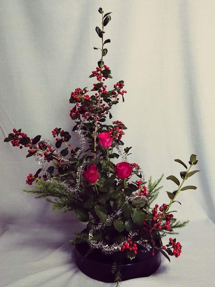 雪冠杉 セッカンスギ の投稿画像 By シャルルさん 花のある暮らしと赤い実とクリスマスホーリー と生け花とクリスマス 19月11月25日 Greensnap グリーンスナップ