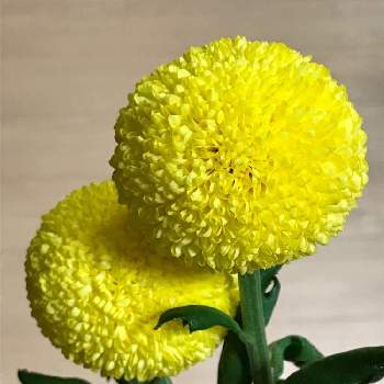 ピンポンマムの切り花の投稿画像一覧 Greensnap グリーンスナップ