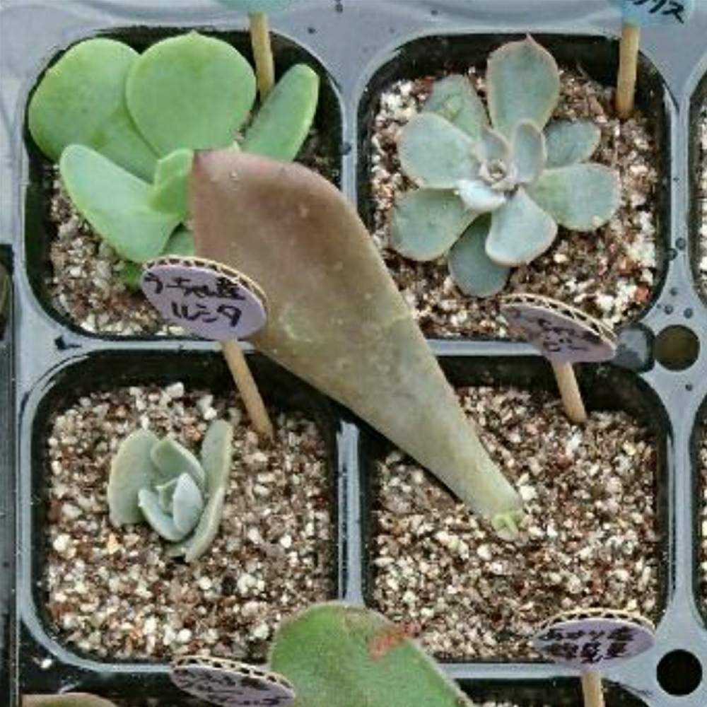 078 ピーチプリデの生長記録 Vol.1 2022.04.10結｜🍀GreenSnap