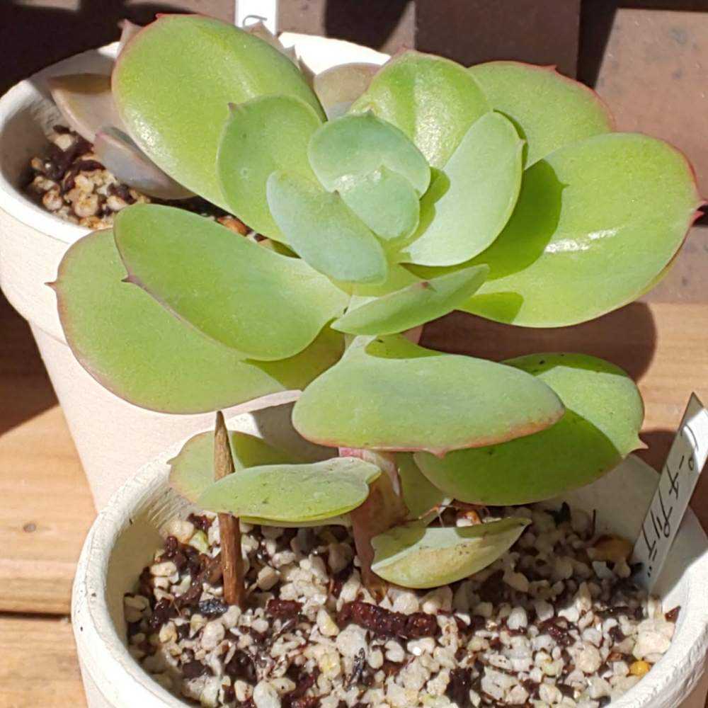 078 ピーチプリデの生長記録 Vol.1 2022.04.10結｜🍀GreenSnap