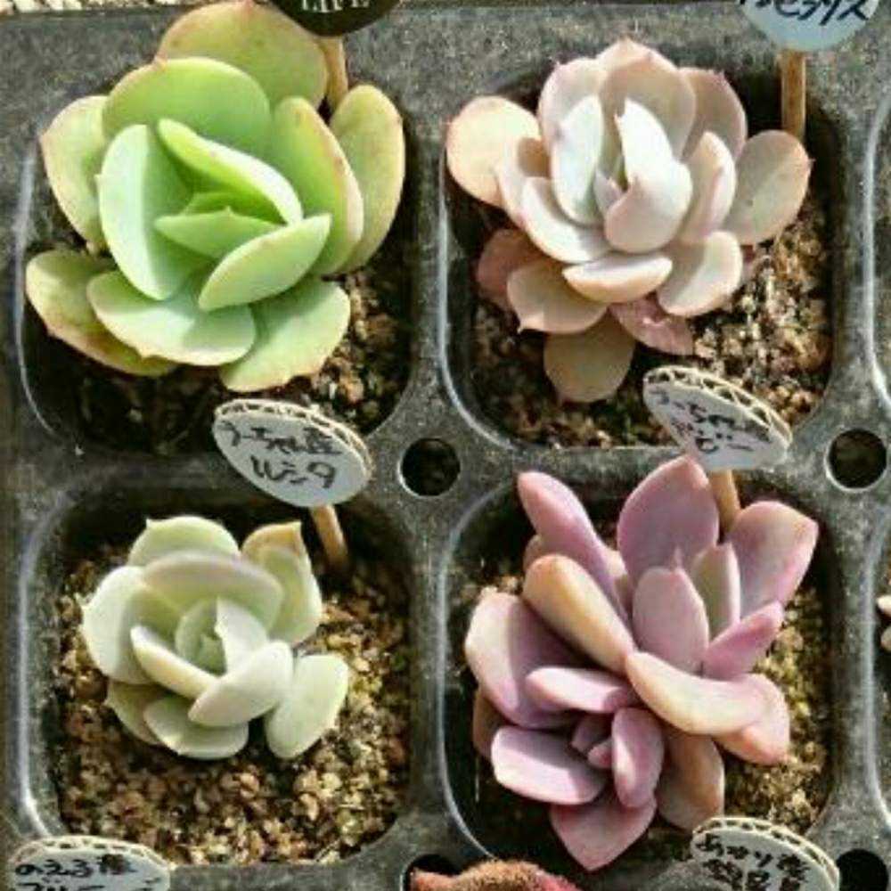 chinatty様 多肉植物棚 TB-WW11 chinatty様 多肉植物棚 TB-WW11 多肉棚
