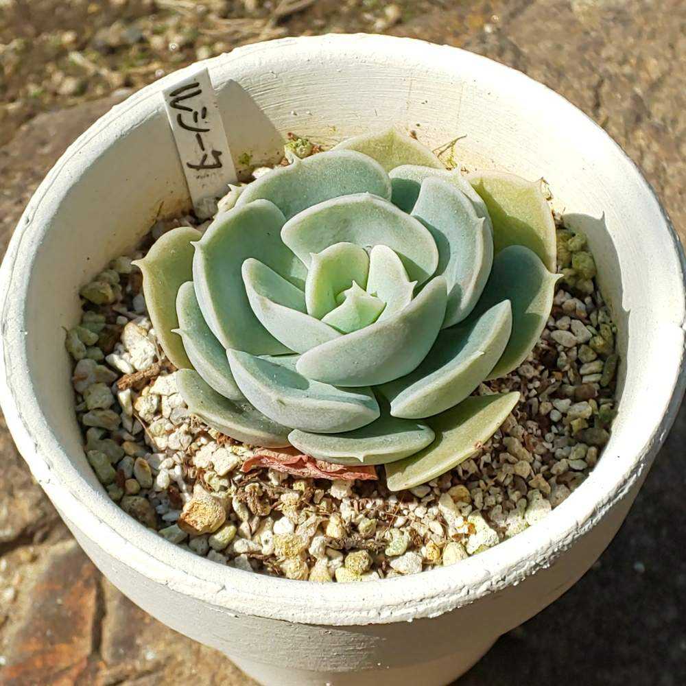 リエ様 多肉植物棚 GAI-CT1 （多肉植物専門店 MY plus（マイ
