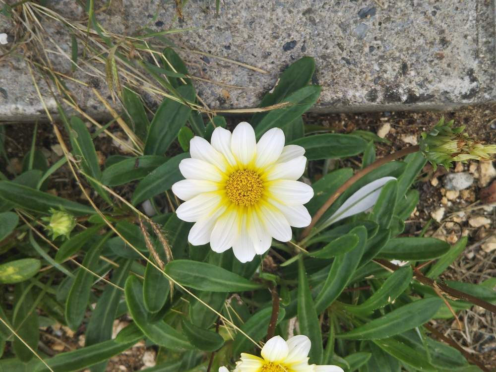 ガザニアの投稿画像 By Plutonianさん 19月11月25日 Greensnap グリーンスナップ