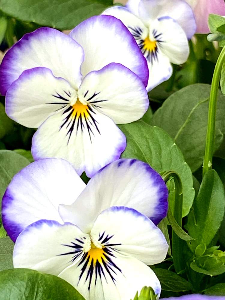 ビオラの投稿画像 By なおさん バルコニー ベランダと白と紫のビオラと白と紫の花とビオラ パンジーと冬の花と可愛いと花のある暮らしと白と紫と大好き ビオラと白と紫のビオラと白と紫の花とビオラ パンジーと冬の花と可愛いと花のある暮らしと白と紫と大好きビオラ