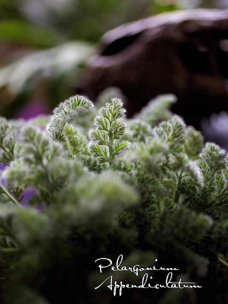 ペラルゴニウム アッペンディクラツムの投稿画像 By Nobuさん 観葉植物と冬型塊根ともしゃもしゃと 単焦点レンズ フォトコン 19月11月25日 Greensnap グリーンスナップ