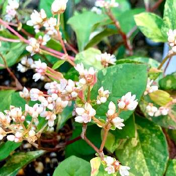 トリカラードラゴンの投稿画像一覧 Greensnap グリーンスナップ