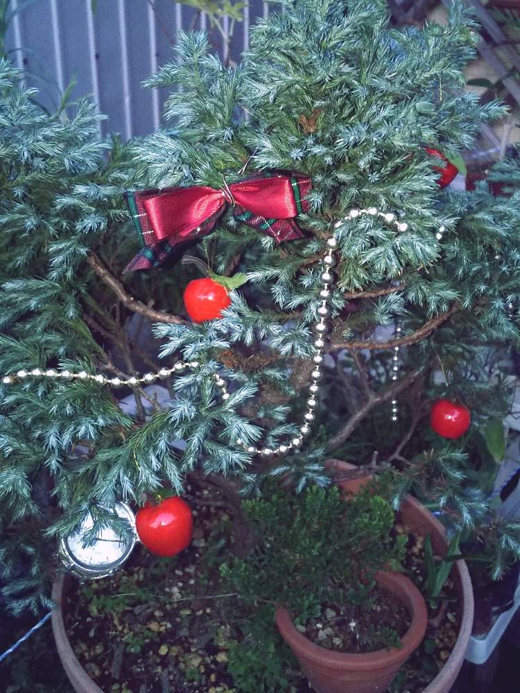 コニファー ブルーバードの投稿画像 By 気まぐれ ェ さん カルーナと植物のある暮らしと鉢植えのお花とずぼらな園芸と植物大好きとgs映えとクリスマスディスプレイとスマホ撮りと常緑針葉樹 19月11月26日 Greensnap グリーンスナップ