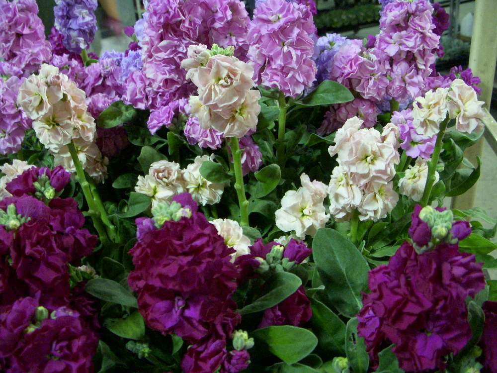 八重咲きストックの投稿画像 By Onoe Green Farmさん ストックの花とカラフルお花とピンク ピンクとgs映えと綺麗な色 と花のある暮らしとストック ベイビー 19月11月26日 Greensnap グリーンスナップ