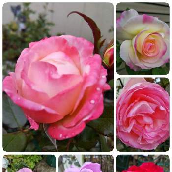 赤いばらの画像 by Chieko☆さん | 小さな庭といいかおりと可愛い花と大好きと赤いばらと変わった色と素敵な色と素敵な香りと芳純と可愛いと綺麗な色♡と花のある暮らしと綺麗な色と薔薇のある人生