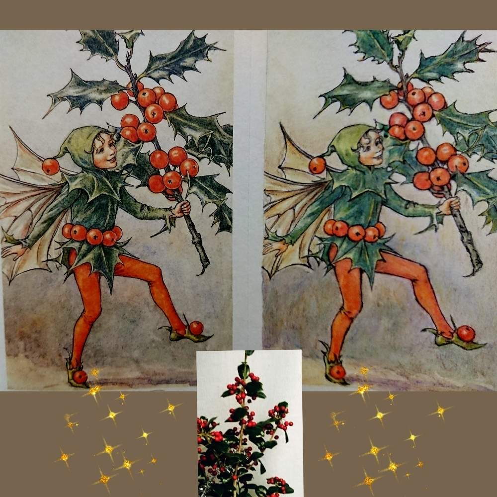 赤い実の投稿画像 By シャルルさん 花のある暮らしと大人の塗り絵とクリスマスホーリー 19月11月26日 Greensnap グリーンスナップ