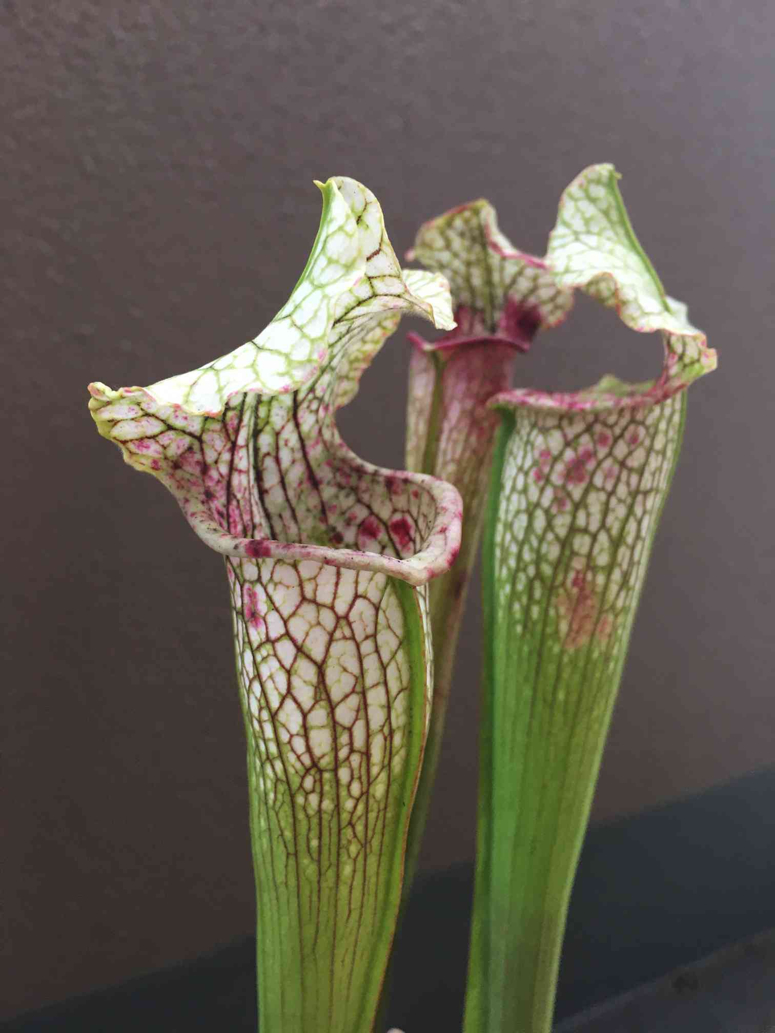 サラセニア 飛鳥シリーズの一覧｜🍀GreenSnap（グリーンスナップ）