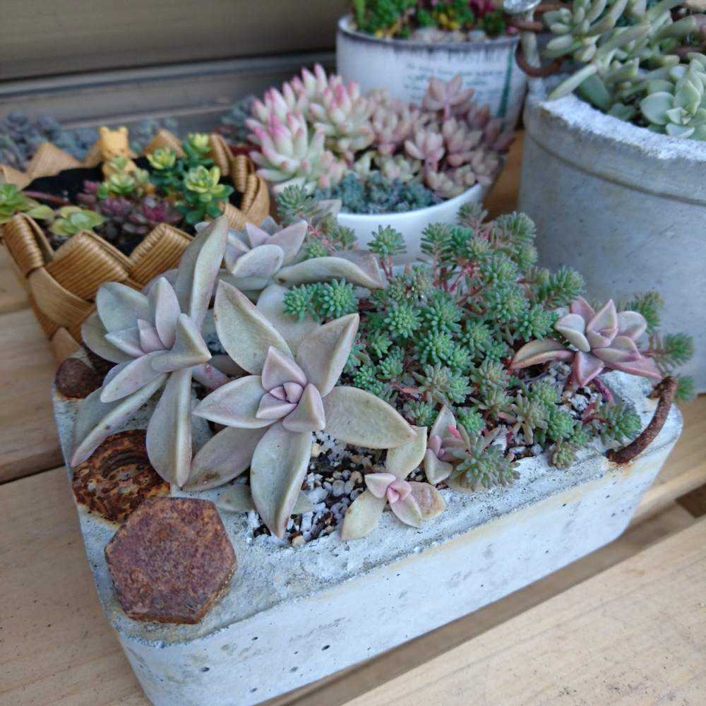 081 桜月の生長記録 2022.06.11更新｜🍀GreenSnap（グリーンスナップ）