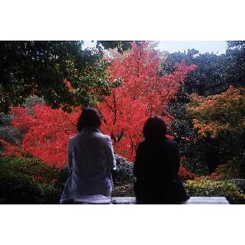 東京都北区の画像 by nesoさん | 紅葉とかえでの紅葉とあっ火曜日と黄葉と東京都北区とローカルカメラマンかな？！（笑）とFoveonと紅葉（こうよう）と旧古河庭園とボタニカルスポット2019秋と火曜ベンチ