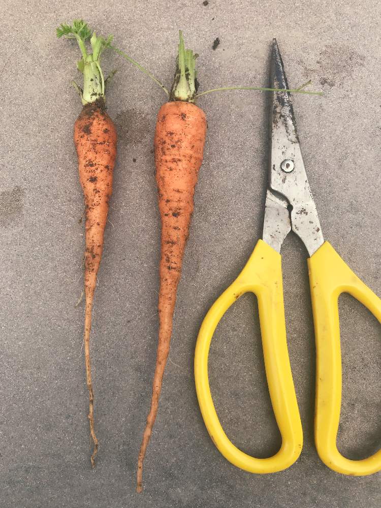 人参の投稿画像 By しょさん 家庭菜園と育てるの楽しみと初挑戦とはたけと家庭菜園初心者と家庭菜園奮闘日記と今日の収穫 と無農薬有機栽培とにんじん 19月11月26日 Greensnap グリーンスナップ