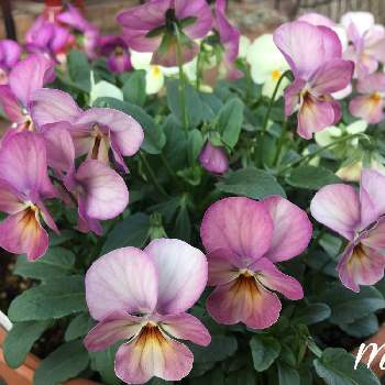 ピンクアンティークの一覧 Greensnap グリーンスナップ