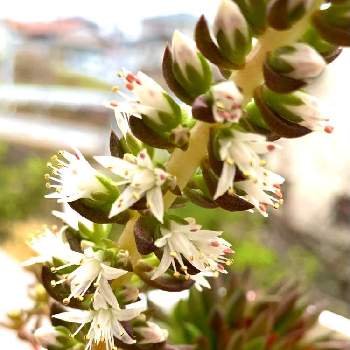 岩蓮華の投稿画像一覧 Greensnap グリーンスナップ