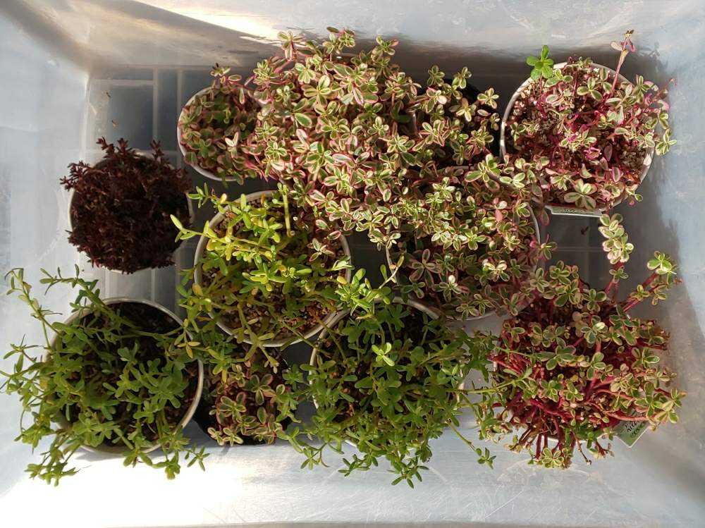 お気に入りのポーチュラカを冬越しさせる 12 15更新 Greensnap グリーンスナップ