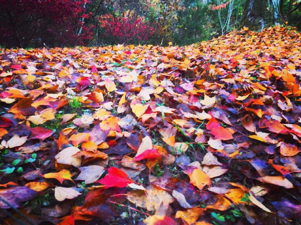 お出かけ先の画像 by 野原宗源さん | お出かけ先と2019秋と枯葉と落葉と紅葉（こうよう）と2019冬