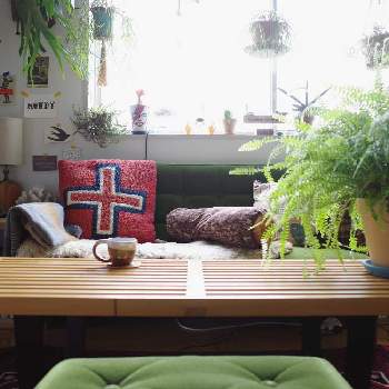 テーブルの画像 by SHINPEIさん | インテリアとタマシダと観葉植物とグリーンインテリアとテーブルとインテリアと植物と観葉植物のある暮らしとシダ植物と窓際とアーバンジャングルとディスプレイとインテリアグリーン