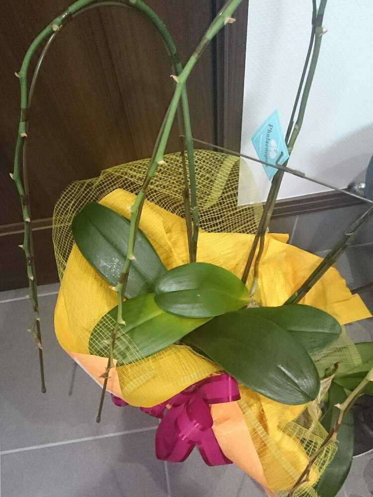 棄てられ寸前 胡蝶蘭 花をもう一度 Greensnap グリーンスナップ