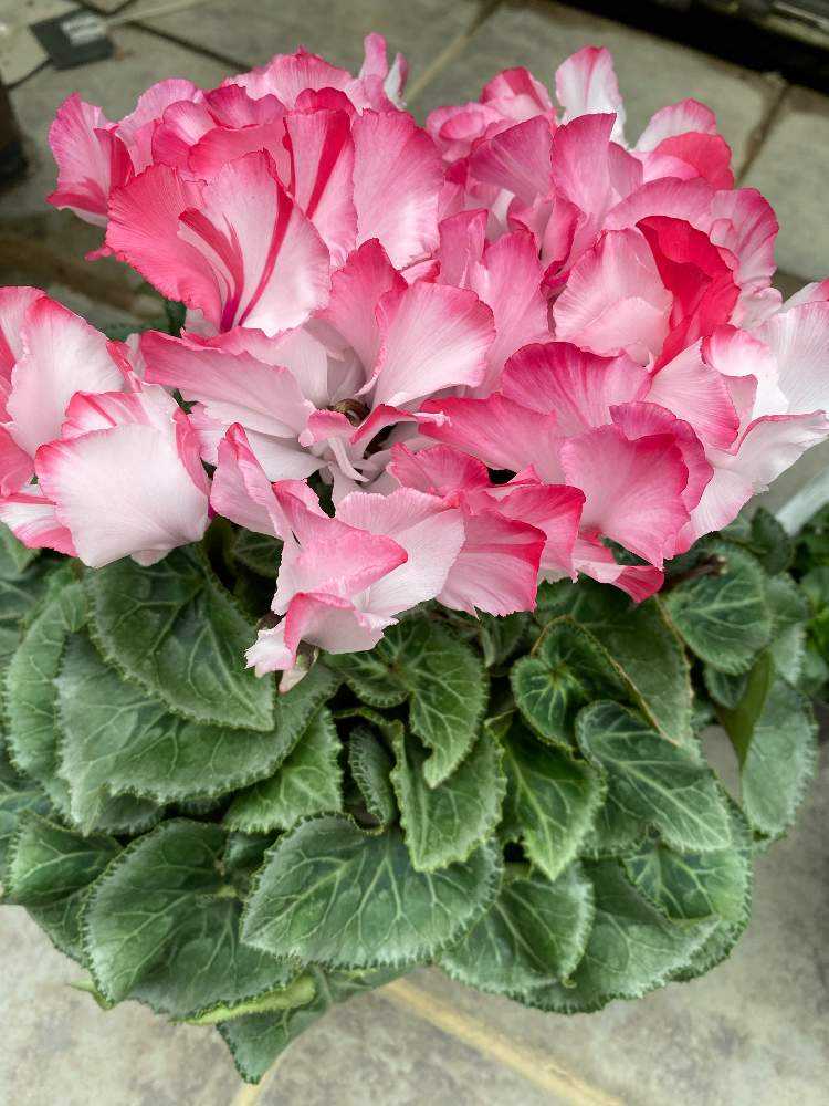 🎞 2019 シクラメンのまとめ （其の壱）｜🍀GreenSnap（グリーンスナップ）