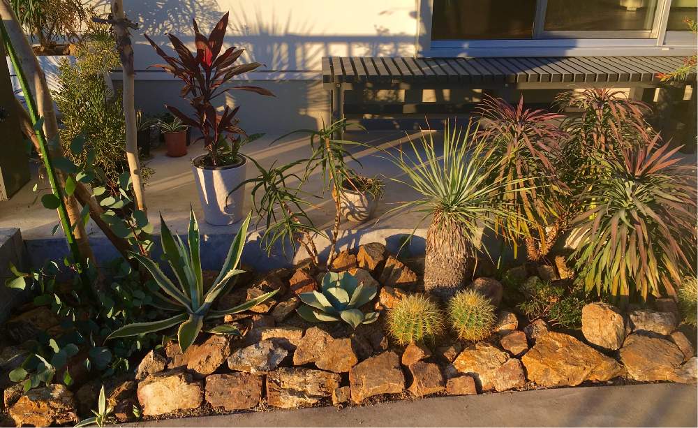 箱庭 ドライガーデン ロックガーデン ユッカ アガベ サボテン