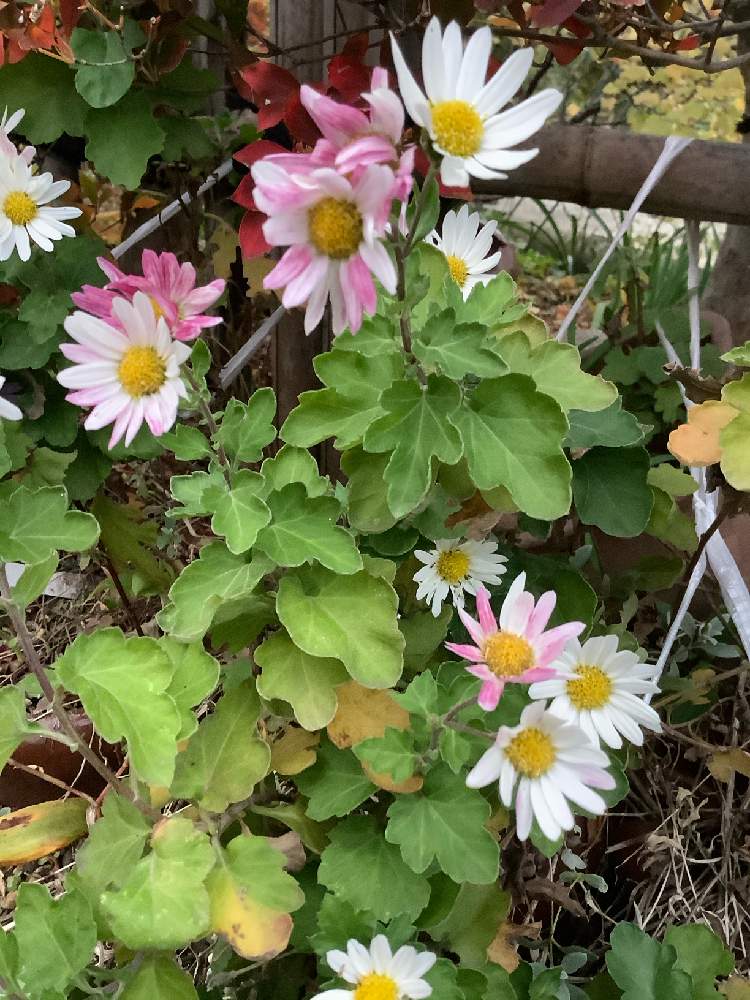 山野草の投稿画像 By ユカリさん 茶花と和風の庭と母の庭と桃色斑入り白小菊と山野草と茶花と和風の庭と母の庭 19月11月27日 Greensnap グリーンスナップ Greensnap グリーンスナップ