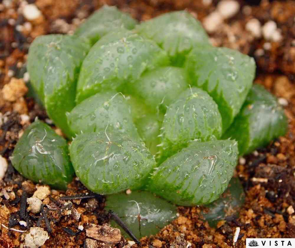 ハオルチア王蟲の一覧｜🍀GreenSnap（グリーンスナップ）