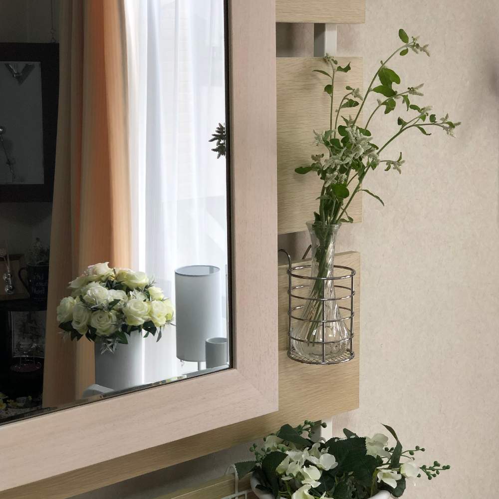 シルバーキャット アエルバ の投稿画像 By Grace Placeさん インテリアと花言葉と花のある暮らしと誕生花とgs映えと花言葉と花 のある暮らしと誕生花とgs映え 19月11月28日 Greensnap グリーンスナップ Greensnap グリーンスナップ