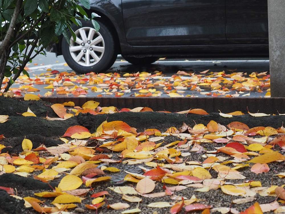 車庫の画像 by のりぃぃさん | 車庫と紅葉した桜の落ち葉と紅葉した桜の落ち葉と桜の落ち葉とミラーレス一眼