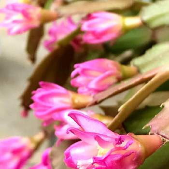 ピンクのこんぺいとうの投稿画像一覧 Greensnap グリーンスナップ