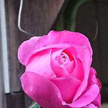 夕方のバラの画像 by 山ちゃんさん | バラ 恋結びと強香と夕方のバラと今夜の 一枚と花のある暮らしと我が家のバラ