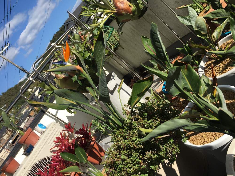ストレリチア レギネの投稿画像 By トロピカルさん 花のある暮らしと南国ガーデン 19月11月28日 Greensnap グリーンスナップ
