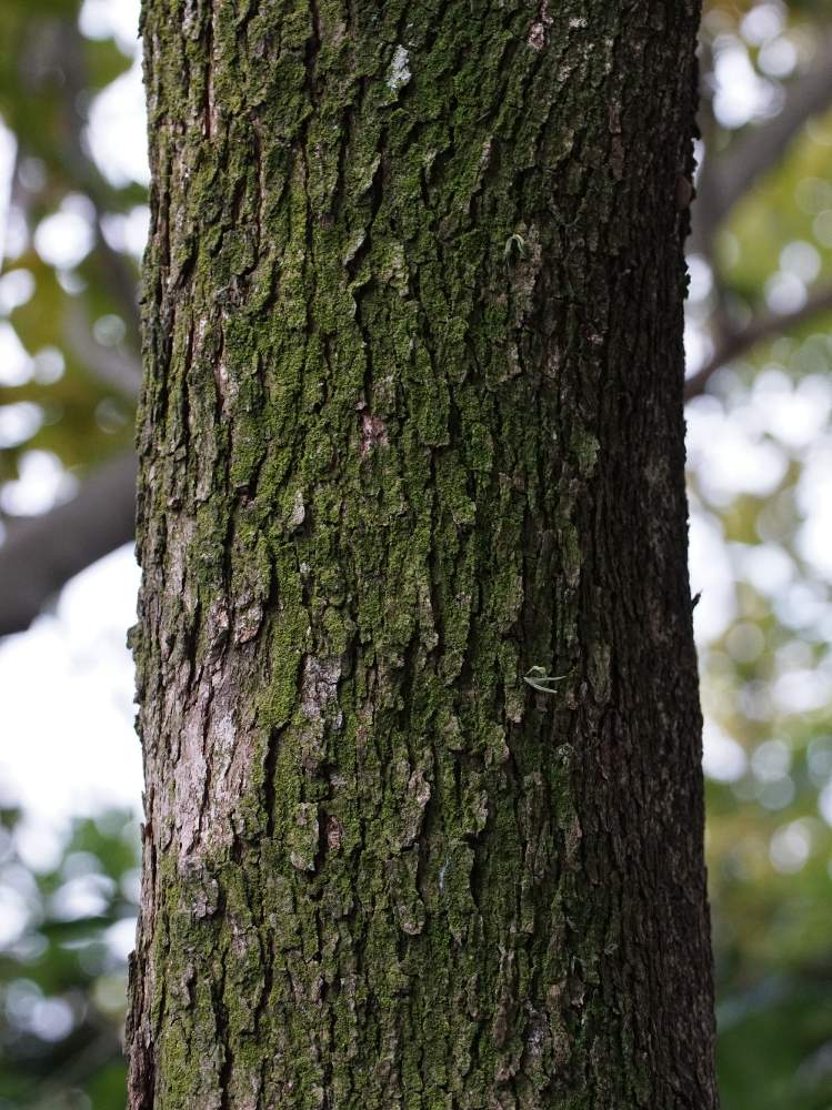 クスノキの樹皮の投稿画像 By Minoさん 植物園と東山植物園と樹木図鑑と樹皮図鑑とクスノキ科と苔 コケ とコケ植物と木本類と コケと植物園と東山植物園と樹木図鑑と樹皮図鑑とクスノキ科と苔 コケ とコケ植物と木本類と コケ 19月11月28日 Greensnap グリーン
