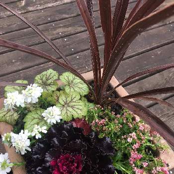 コルジリネレッドスターの投稿画像一覧 Greensnap グリーンスナップ