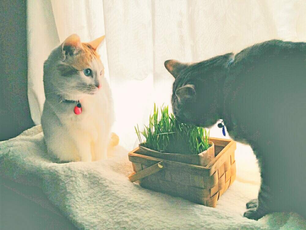 猫草の投稿画像 By Mimo さん ネコのいる暮らしといつもありがとう と元気になぁれとねこちゃん とグリーングリーン と犬のいる暮らしとネコ と植物と花のある暮らしとかわいいな と癒しのひと時 2019月11月29日 Greensnap グリーンスナップ