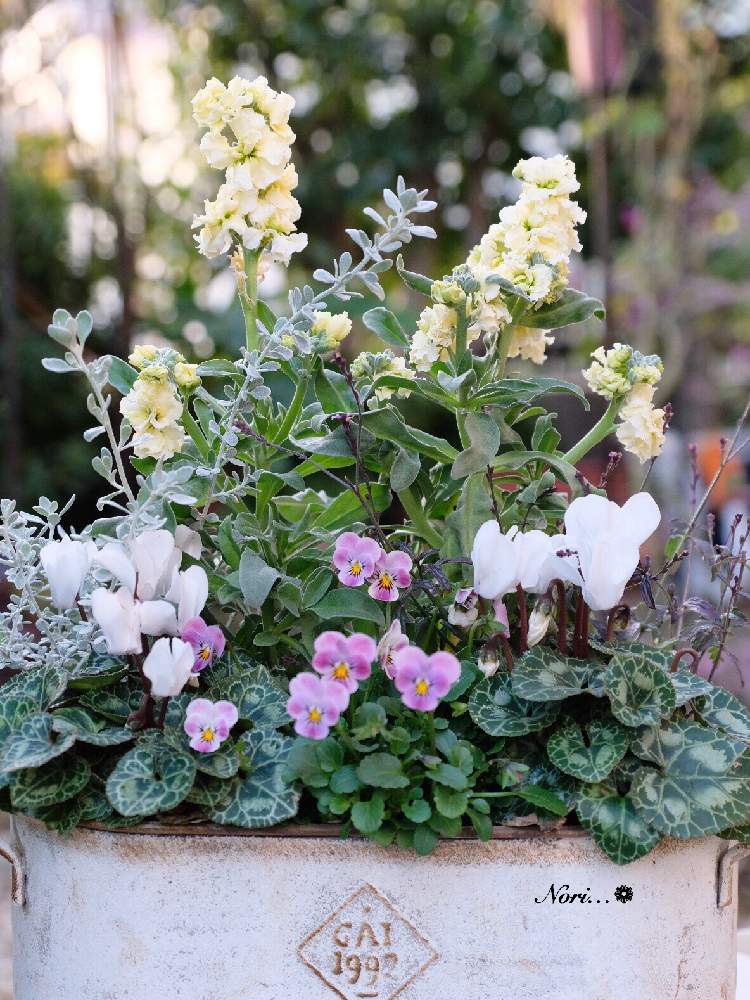 ストックの投稿画像 By Norinoriさん ガーデンシクラメンとオレアリア リトルスモーキーとバーベナバンプトンとビオレッタと寄せ植えと冬の寄せ植えフォトコンテストとナチュラルガーデンとナチュラルとイングリッシュガーデンと花のある暮らし 19月11月29日