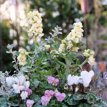 バーベナバンプトンの投稿画像一覧 Greensnap グリーンスナップ