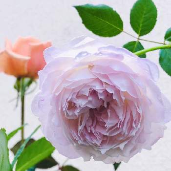 ジャスト・ジョーイの画像 by Sanさん | 小さな庭と薔薇に魅せられてとステキ☆とGSのみなさんに感謝♡とありがとうと可愛い〜♡とバラ　シュクレときれいな色と素敵な出会いに感謝と花のある暮らしとジャスト・ジョーイと薔薇♪とかわいいな♡