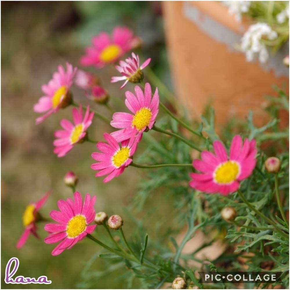 マーガレット モリンバの投稿画像 By はなさん ガーデニングとピンクの花と花のある暮らしと可愛い花 19月11月29日 Greensnap グリーンスナップ