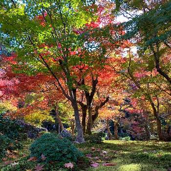京さんぽの画像 by *hirorin*さん | お出かけ先と苔庭と万両 。とそうだ京都、行こうと京都まち歩きと京さんぽと京都観光と圓光寺と水琴窟の音色と紅葉（こうよう）と京都の寺院と紅葉の京都と京都と苔寺と色づいたともみじ紅葉とボタニカルスポット2019秋とみどりのまとめと日本庭園