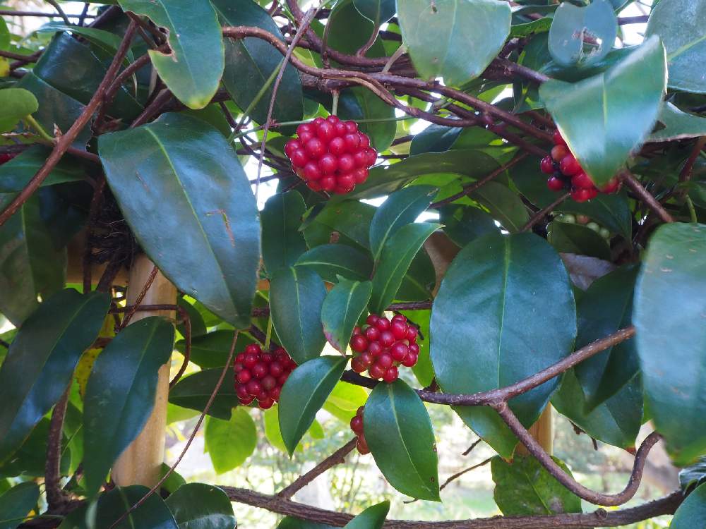 ビナンカズラの投稿画像 By E T Jonesさん サネカズラと昭和記念公園とデジカメ撮影とデジカメ初心者とミラーレス一眼と花のある暮らし 19月11月29日 Greensnap グリーンスナップ