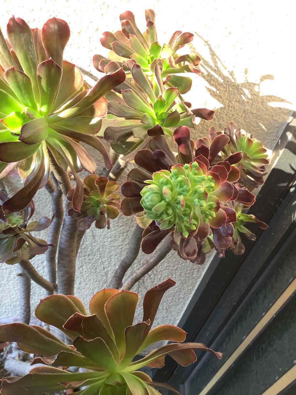 アエオニウム(多分、黒法師)・花の記録｜🍀GreenSnap（グリーンスナップ）