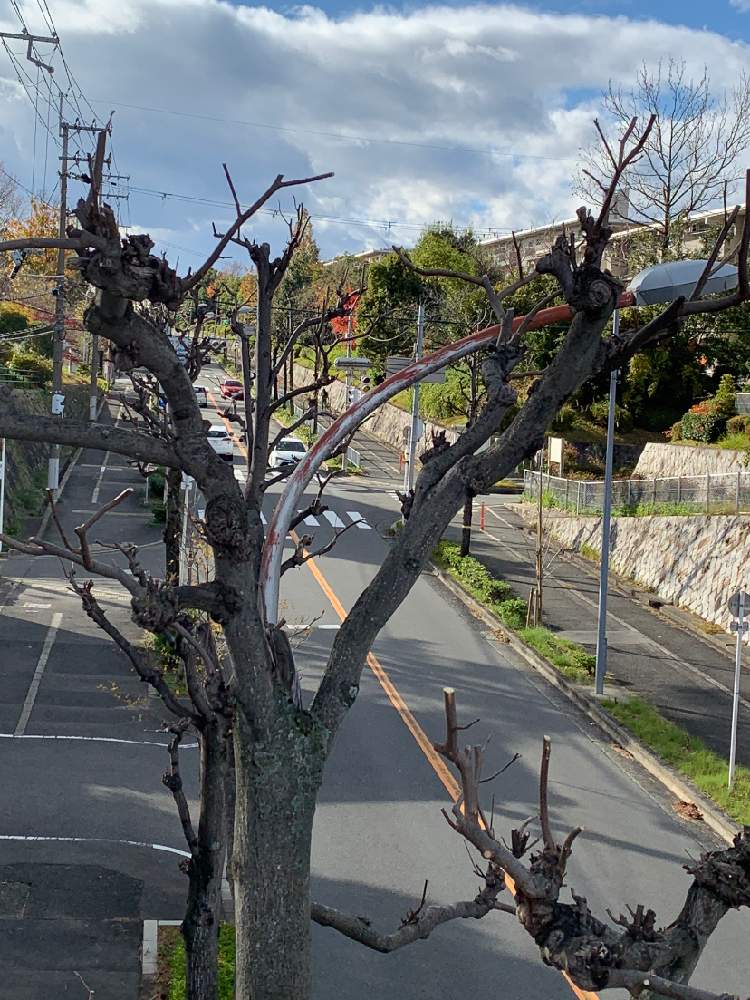 ユリノキの投稿画像 By Anpunpunさん 街路樹と街の風景 19月11月29日 Greensnap グリーンスナップ