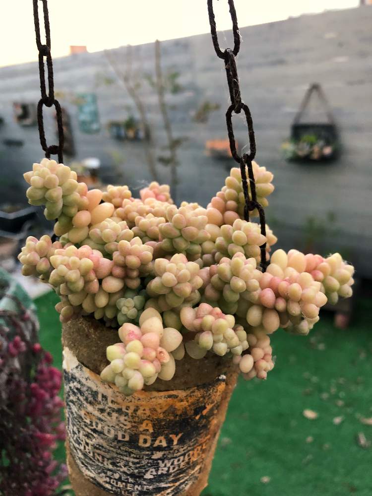 ビアホップ の投稿画像 By Tousoukouさん 小さな庭と 秋の紅葉多肉 フォトコンテストと多肉 植物と植物と暮らすと庭の風景と植物のある暮らしとボタニカルライフと植物との暮らしと手作りの庭と癒しと今日の一枚と庭のある暮らしとガーデニングとsucculentと 多肉植物